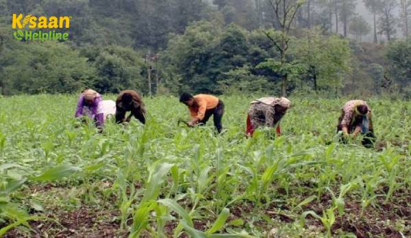 प्रधानमंत्री फसल बीमा योजना: असमय बारिश व ओलावृष्टि से हुए नुकसान का मुआवजा देगी सरकार